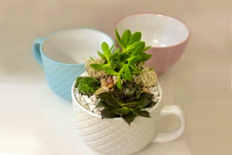 Plant Nite: Pick Your Cup of Love Succulent Garden